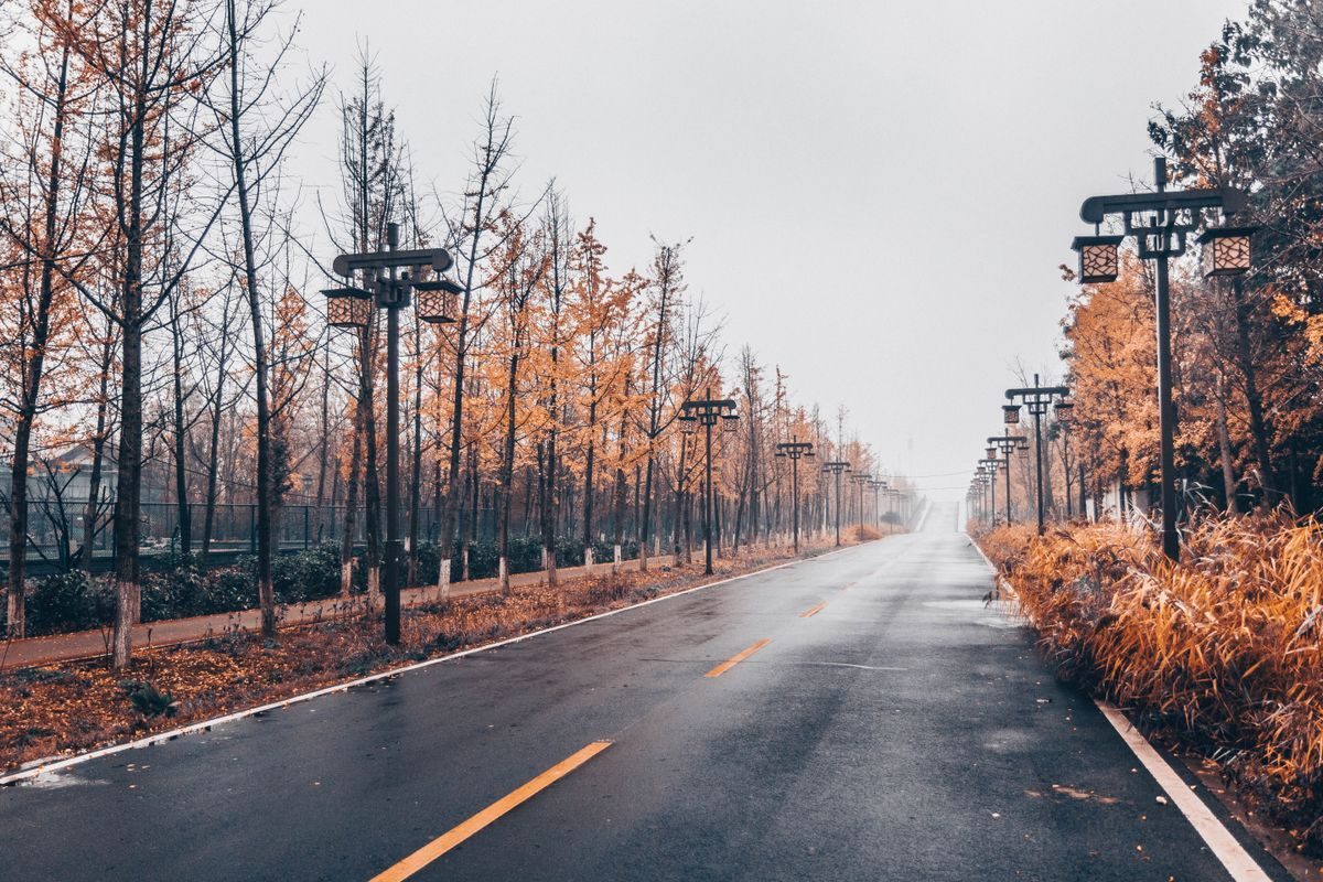 Smooth asphalt road beside autumn trees and light poles.