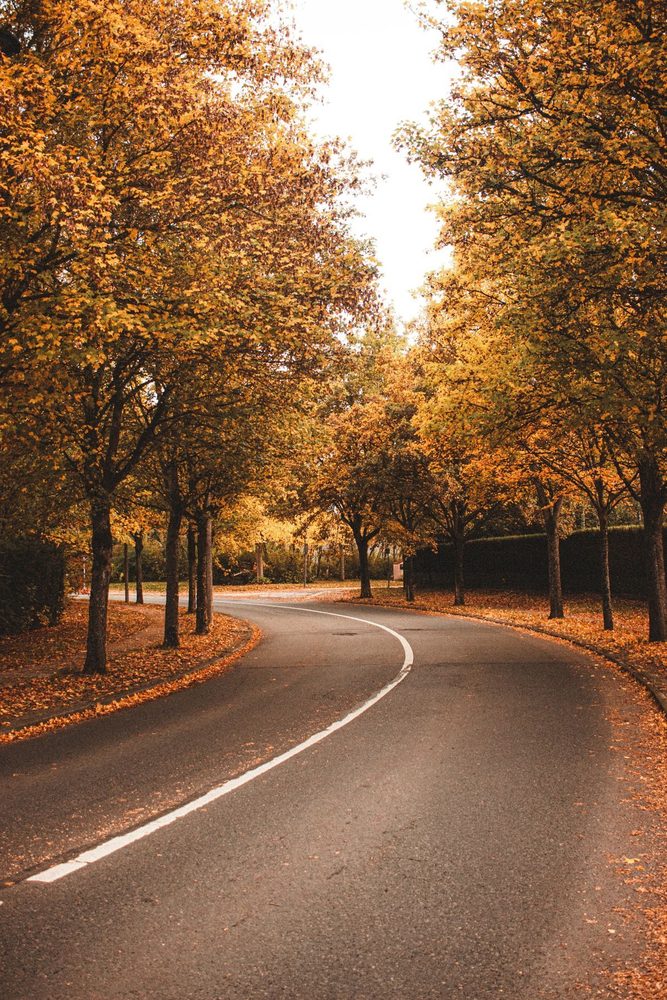 Curbed asphalt road winding between autumn trees.