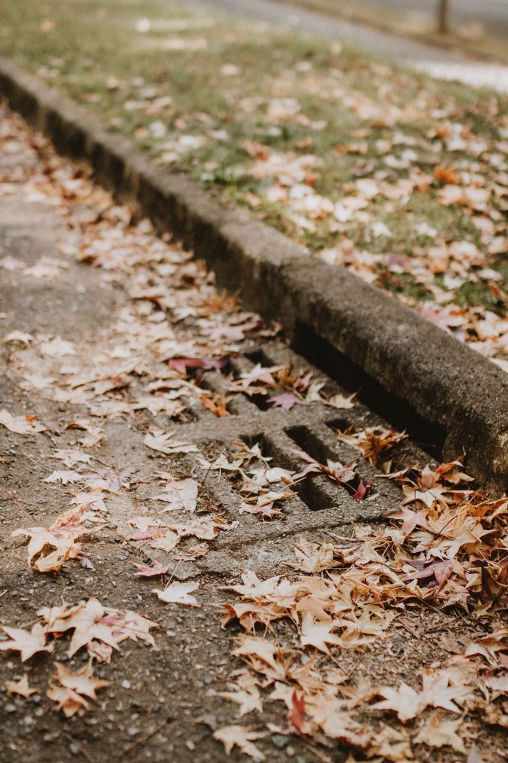 Storm drain beside a curb with fallen autumn leaves.